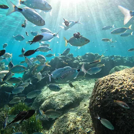 Les Rivages De Stagnola T3 Vue Et Montagne 200m Climatise شقة